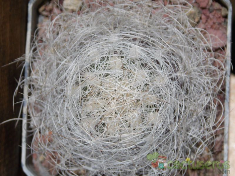 Una foto de Eriosyce senilis