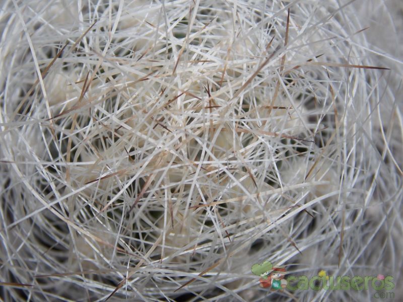 Una foto de Eriosyce senilis
