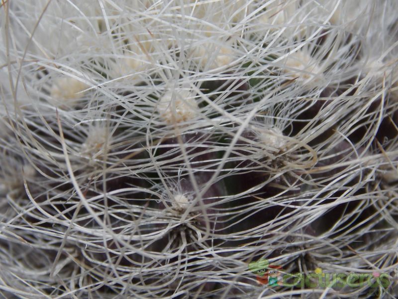 Una foto de Eriosyce senilis