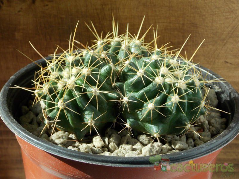 Una foto de Echinocereus triglochidiatus