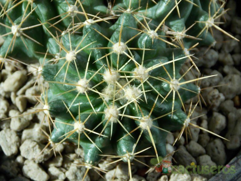 Una foto de Echinocereus triglochidiatus