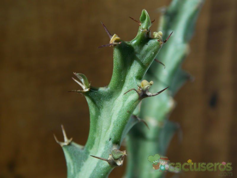 Una foto de Euphorbia knuthii