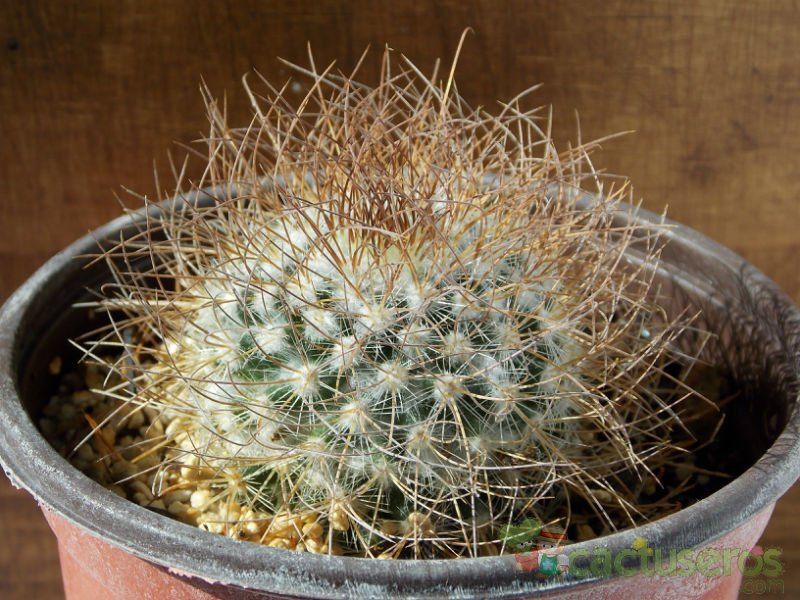 Una foto de Mammillaria rekoi subsp. leptacantha