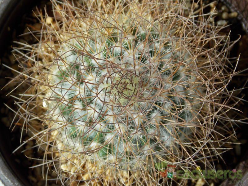 Una foto de Mammillaria rekoi subsp. leptacantha
