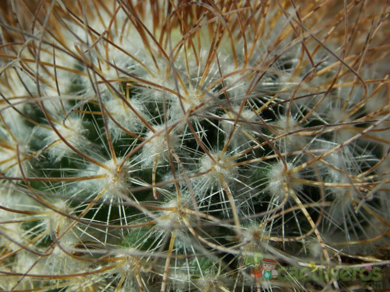 Una foto de Mammillaria rekoi subsp. leptacantha
