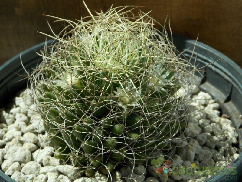 A photo of Mammillaria decipiens ssp. camptotricha