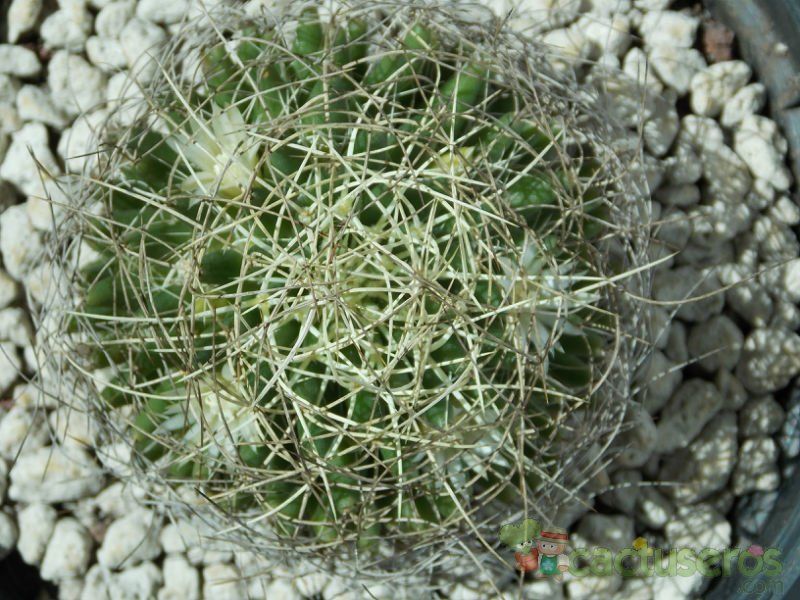 A photo of Mammillaria decipiens ssp. camptotricha