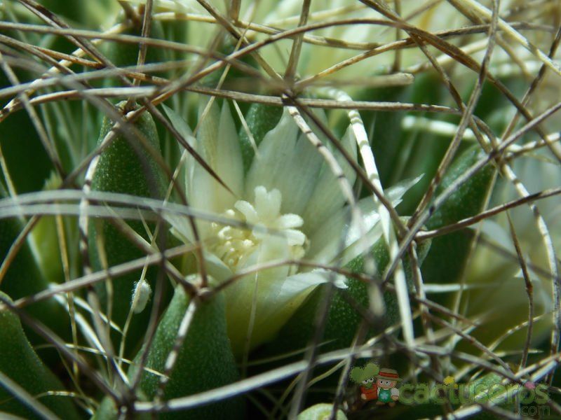 A photo of Mammillaria decipiens ssp. camptotricha