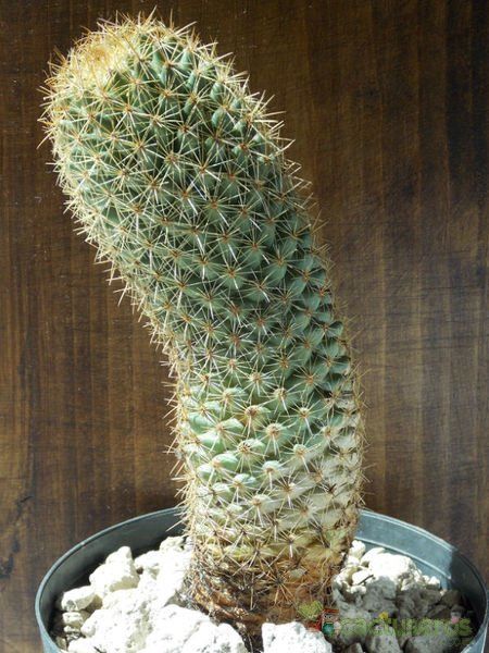 Una foto de Coryphantha erecta