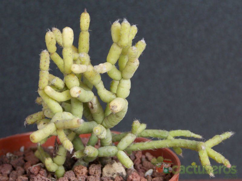 A photo of Rhipsalis cereuscula