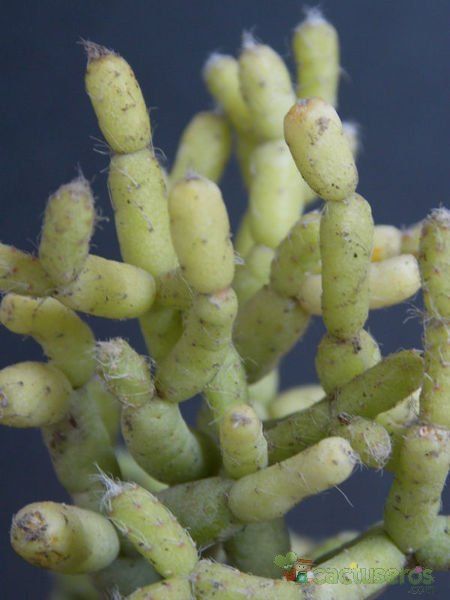 A photo of Rhipsalis cereuscula