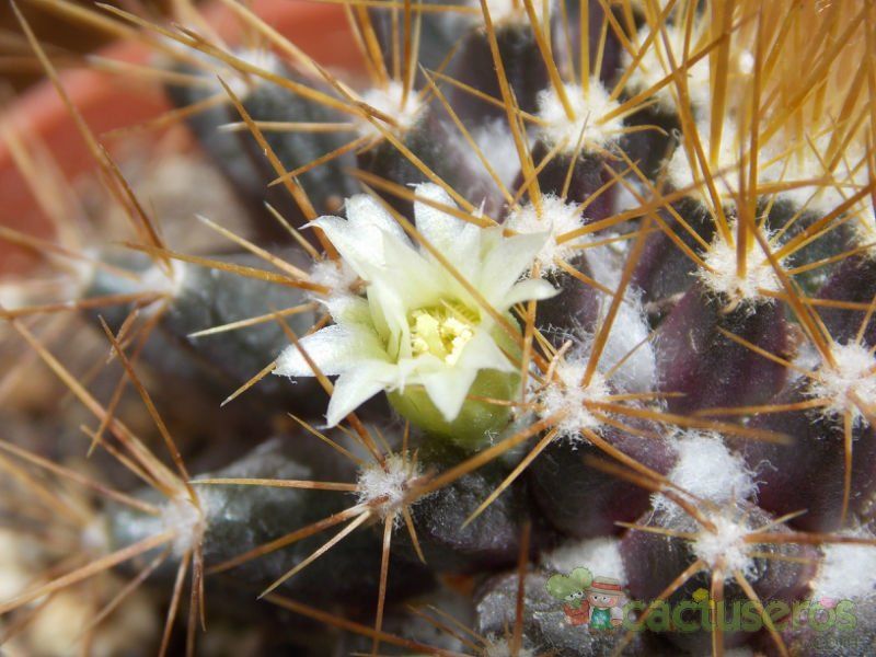 Una foto de Mammillaria flavescens var. nivosa