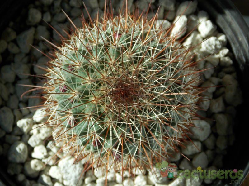 A photo of Mammillaria spinosissima ssp. spinosissima