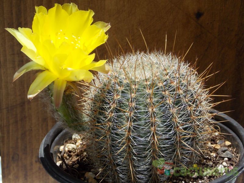 Una foto de Echinopsis aurea