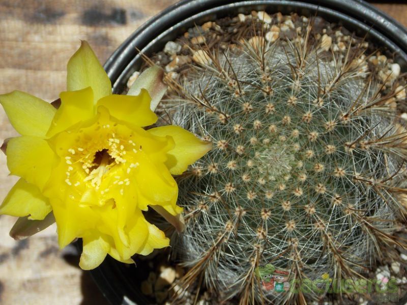 Una foto de Echinopsis aurea