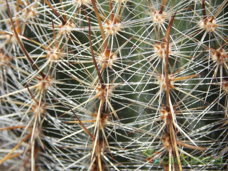 Una foto de Echinopsis aurea