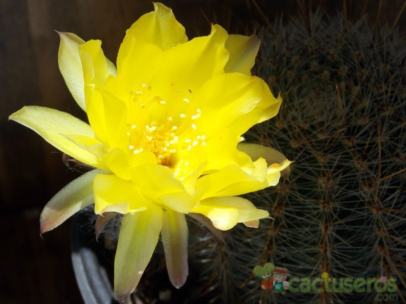 Una foto de Echinopsis aurea