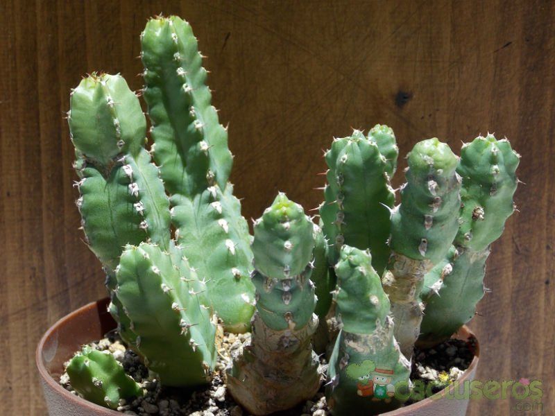 A photo of Euphorbia makallensis