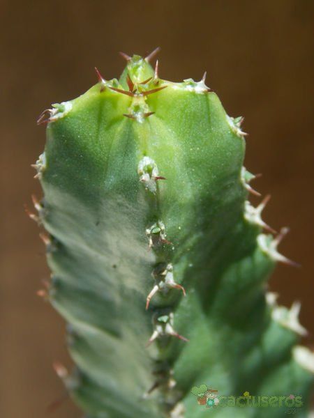 A photo of Euphorbia makallensis