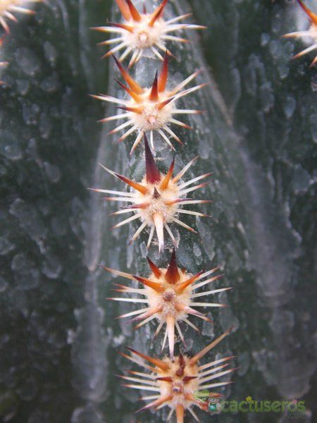 Una foto de Echinopsis aurea