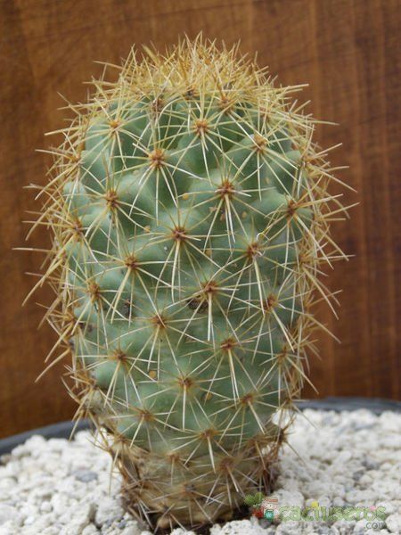 Una foto de Coryphantha glanduligera