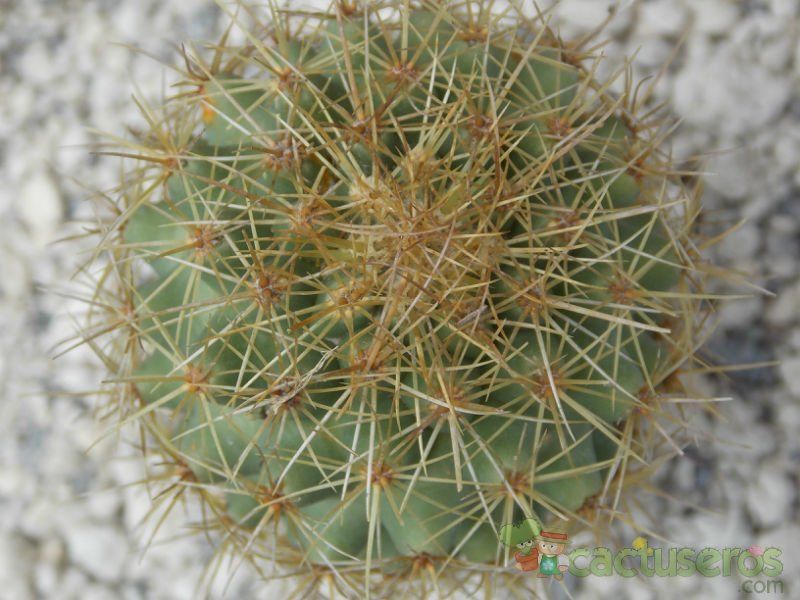 Una foto de Coryphantha glanduligera