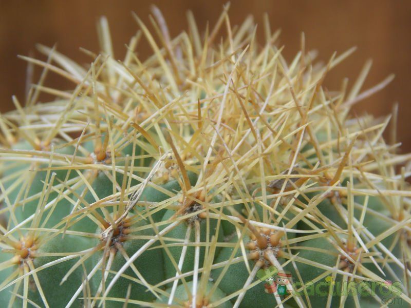 Una foto de Coryphantha glanduligera