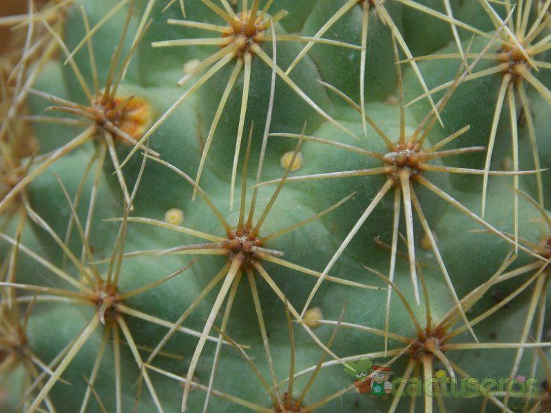 Una foto de Coryphantha glanduligera