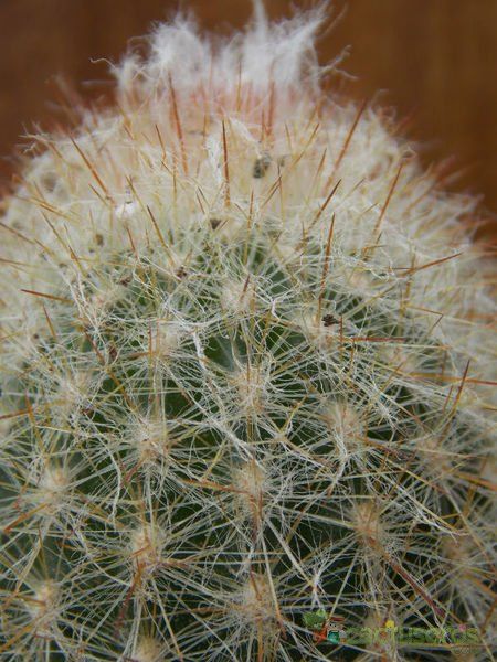 Una foto de Espostoa lanata subsp. ruficeps
