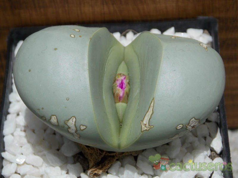 A photo of Argyroderma patens