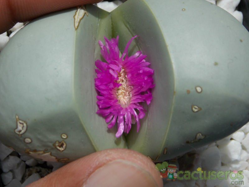 A photo of Argyroderma patens