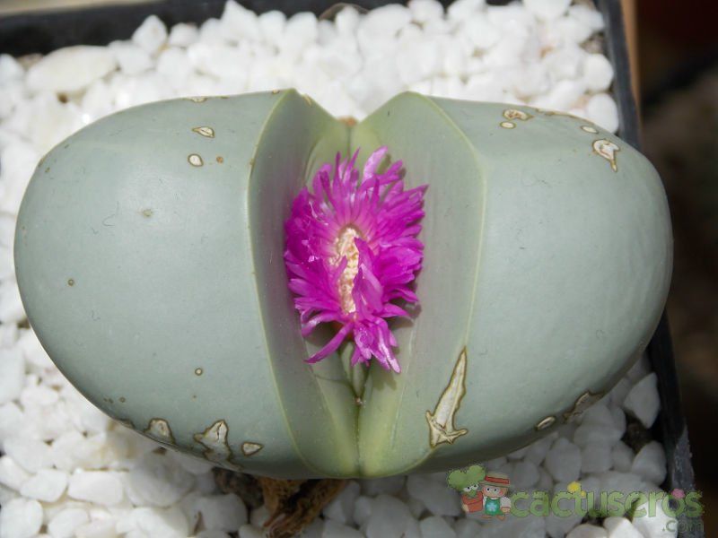 A photo of Argyroderma patens
