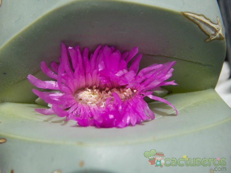 A photo of Argyroderma patens