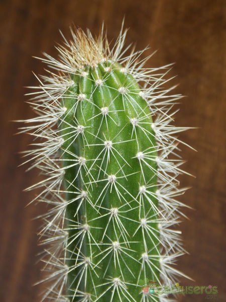 A photo of Arrojadoa rhodantha