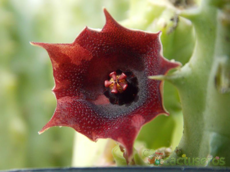 Una foto de Huernia macrocarpa ssp. macrocarpa