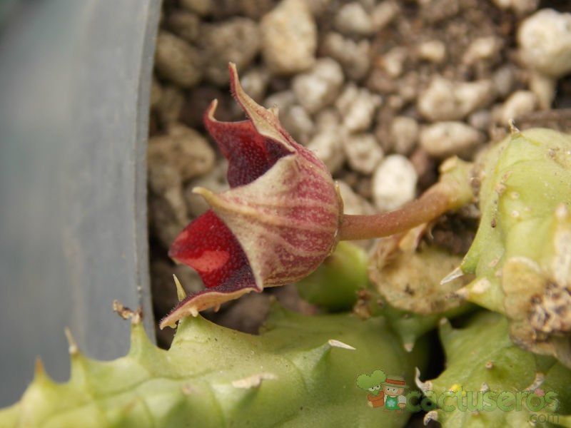 A photo of Huernia macrocarpa ssp. macrocarpa