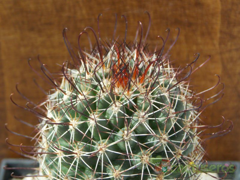 A photo of Mammillaria sheldonii