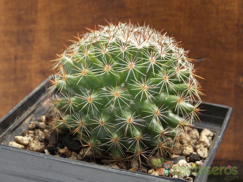 Una foto de Mammillaria nunezii
