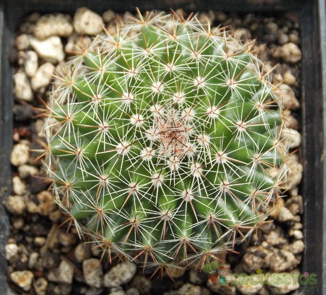 Una foto de Mammillaria nunezii
