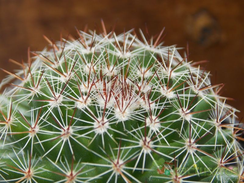 Una foto de Mammillaria nunezii