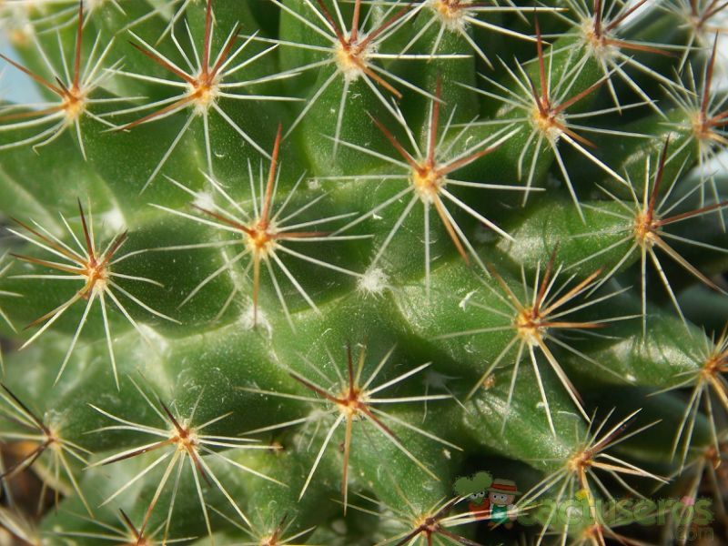 Una foto de Mammillaria nunezii
