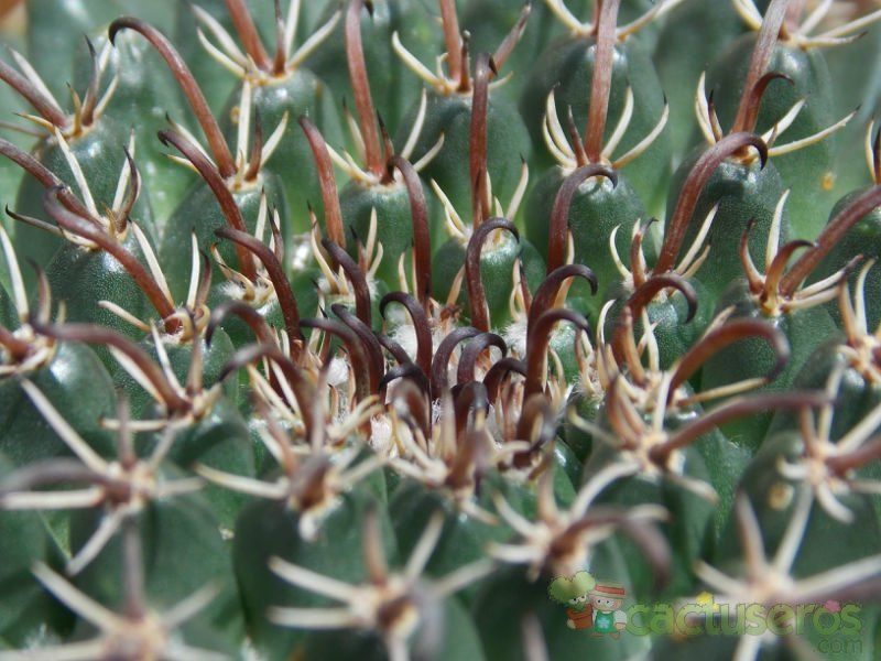 A photo of Mammillaria uncinata