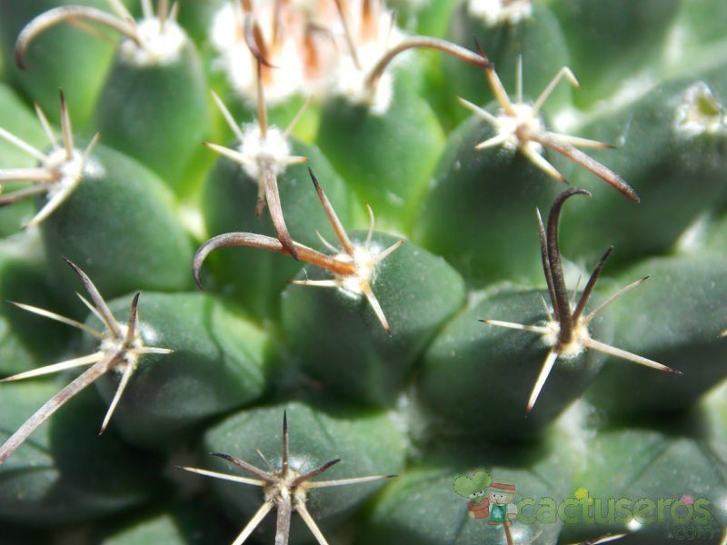 Una foto de Mammillaria uncinata
