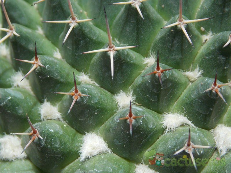 A photo of Mammillaria carnea