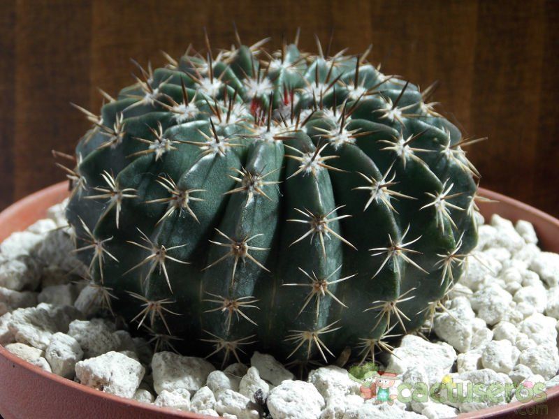 A photo of Parodia orthacantha