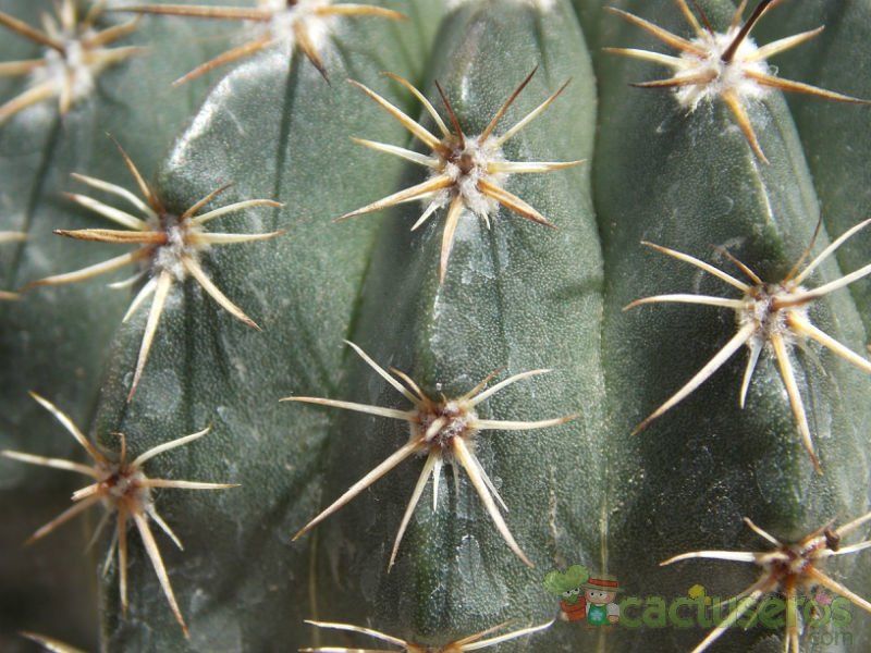 A photo of Parodia orthacantha
