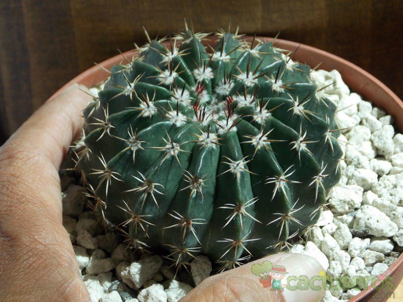 A photo of Parodia orthacantha