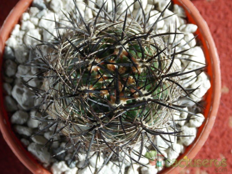 Una foto de Eriosyce subgibbosa ssp. clavata