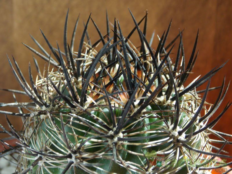 A photo of Eriosyce subgibbosa ssp. clavata