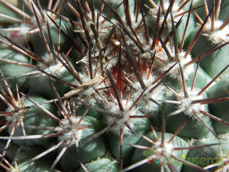 Una foto de Mammillaria scrippsiana